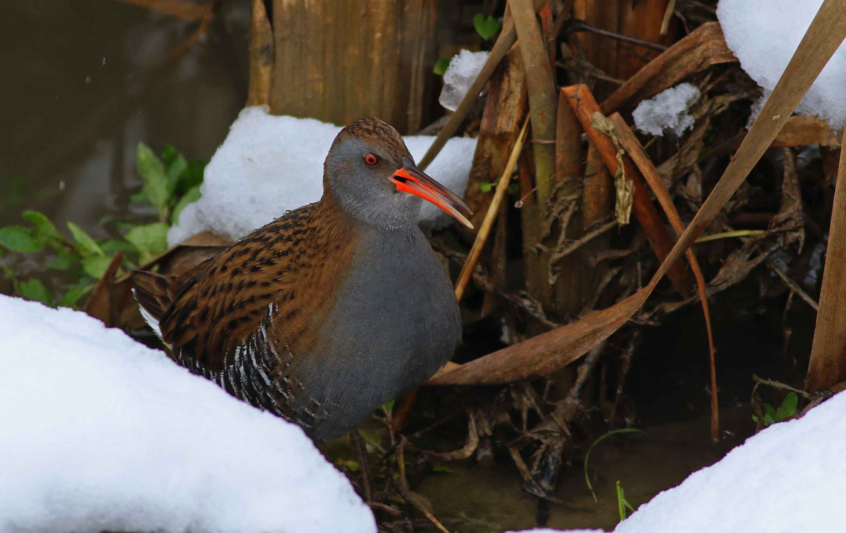 Water Rail